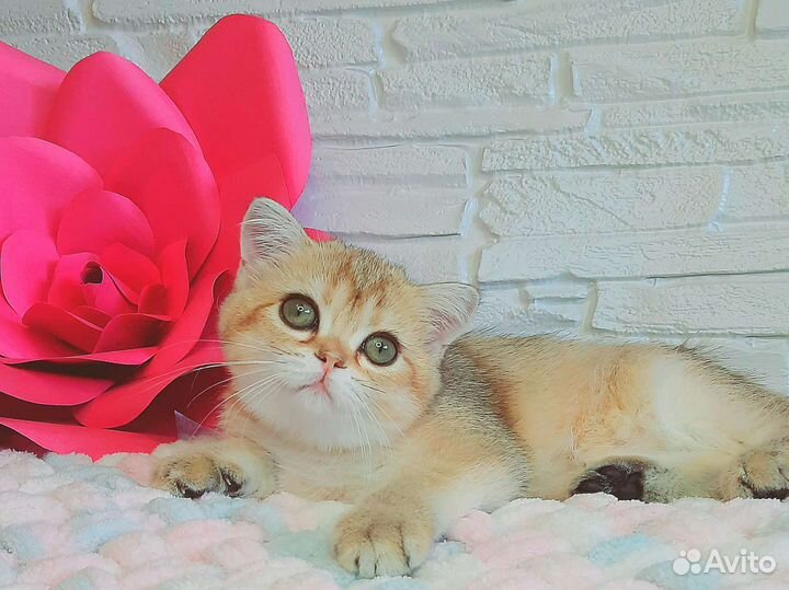 Шотландская золотая девочка