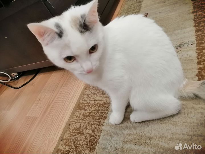 Котенок
