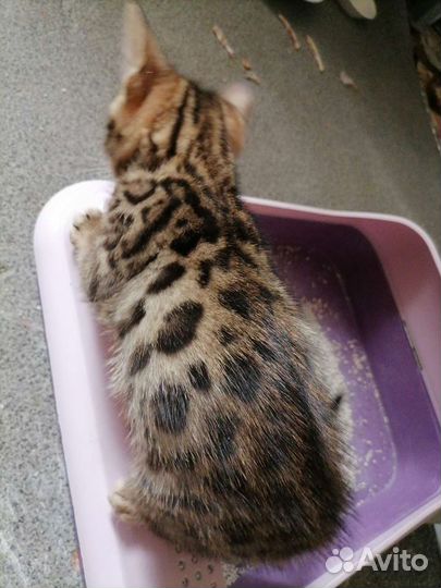 Бенгальский котёнок