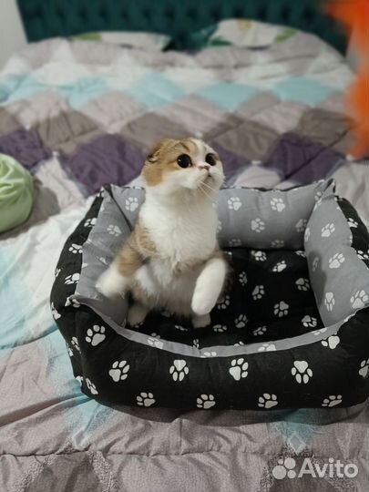 Шотландский котик