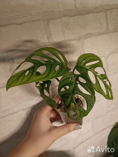 Монстера Манки Маск