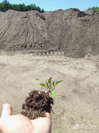 Чистый коровий навоз удобрение в мешках 25 л