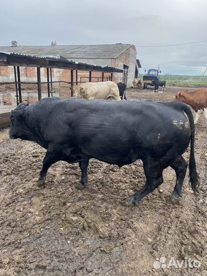 Быки на племя абердин,шароле