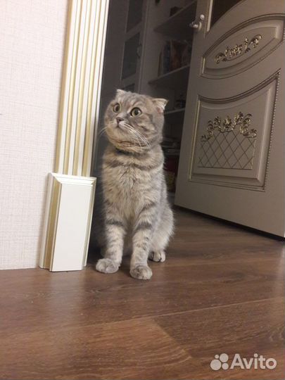 Отдам кошку в добрые руки