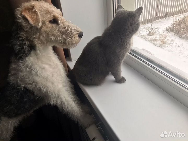 Вязка, ищем подружку