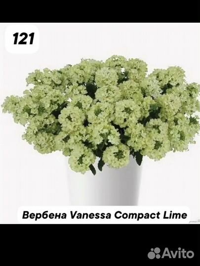 Вербена вегетативная