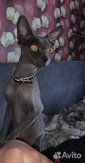 Канадский сфинкс