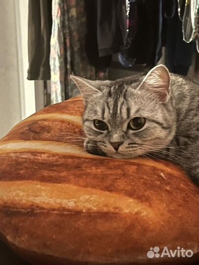 Кошка в дар бесплатно