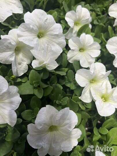 Петуния кустовая