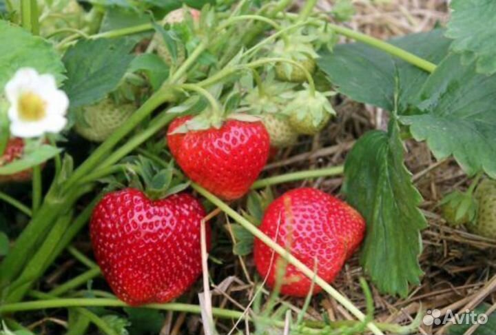 Рассада клубники сорт Соната