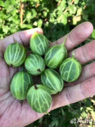 Саженцы крыжовника Малахит