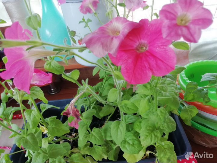 Рассада петуньи