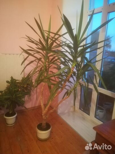 Пальма Юкка