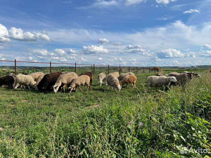 Овцы бараны оптом