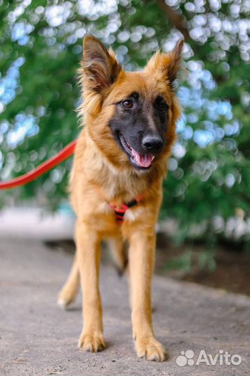 Манго ищет дом