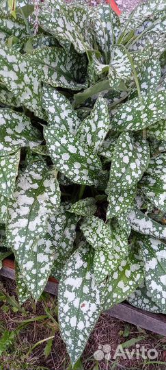 Цветы для сада