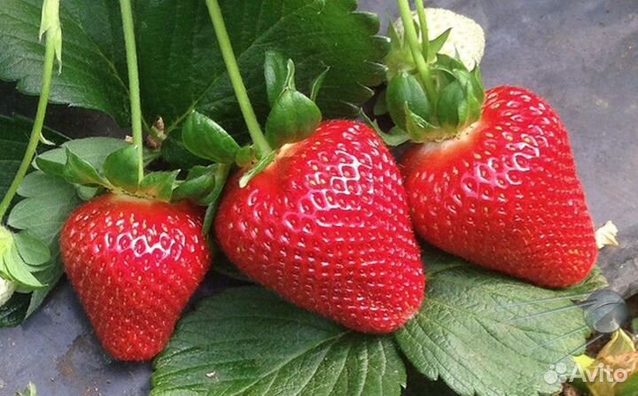 Земляника садовая (клубника). Поздние сорта