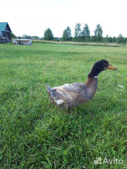 Селезень пекинский