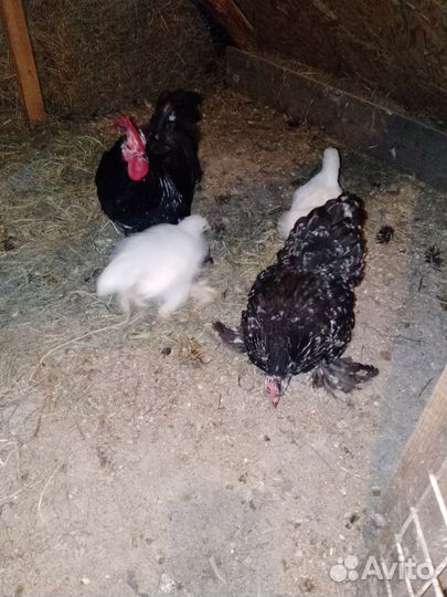 Куры петухи