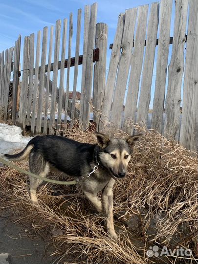 Собаки бесплатно