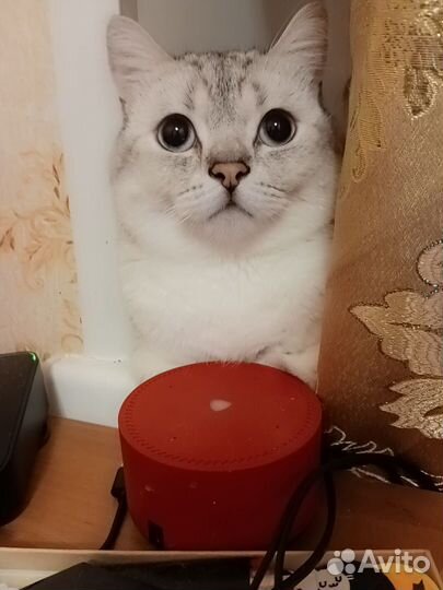Британские котята