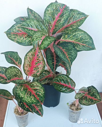 Aglaonema