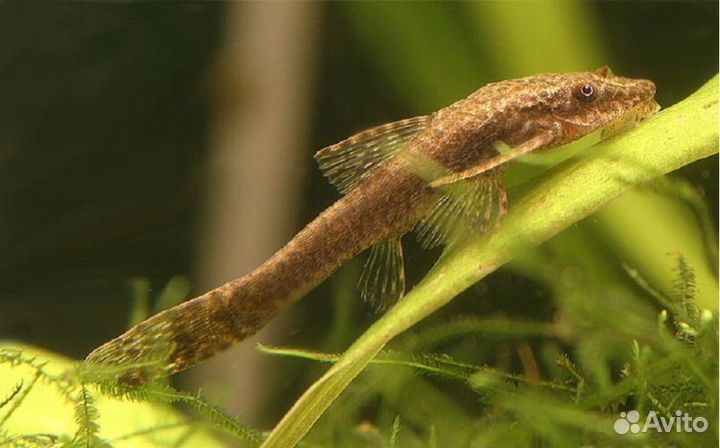 Бригитта, аманда, оттоцинклюс и другие рыбки