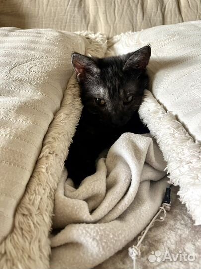 Котенок бесплатно в хорошие руки