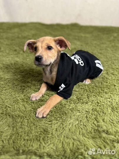 Малыш Гарик в добрые руки