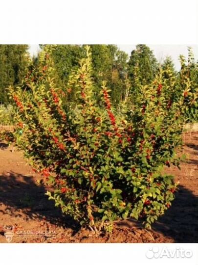 Войлочная вишня