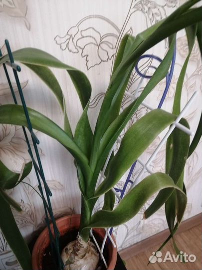 Индийский лук