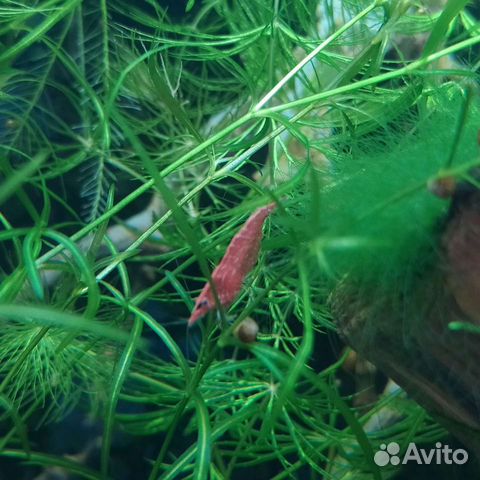 Креветки вишни