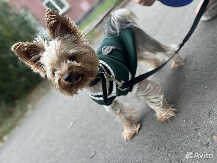 Случка собаки