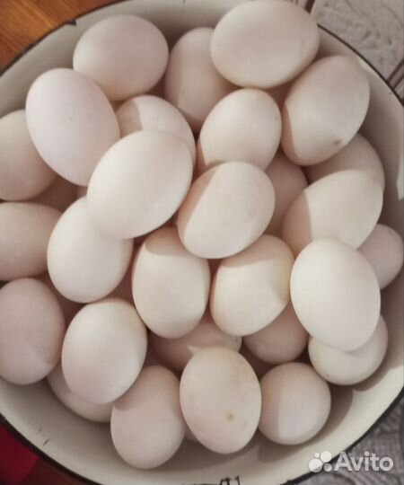 Инкубационное яйцо утки