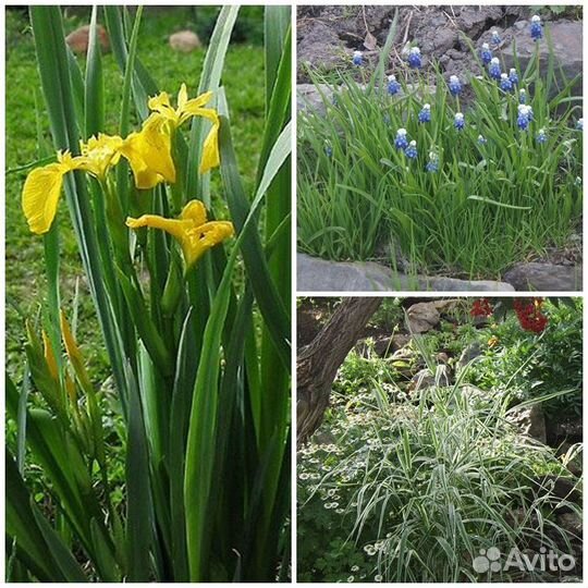 Садовые растения