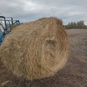 Сено в рулонах