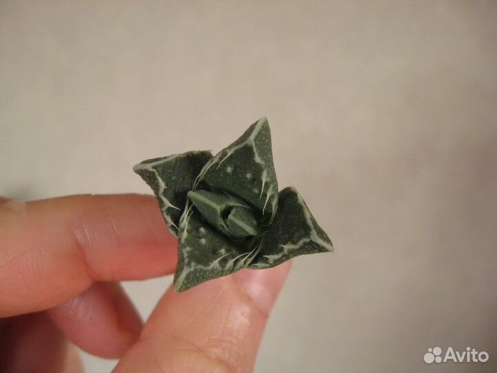 Суккуленты почтой. Есть необычные и редкие