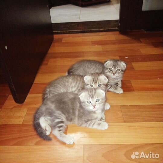 Шотландские котята