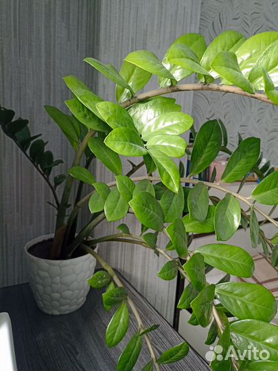 Замиокулькас