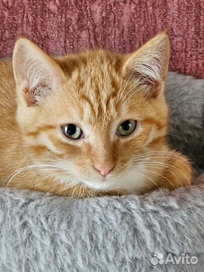 Котенок в добрые руки