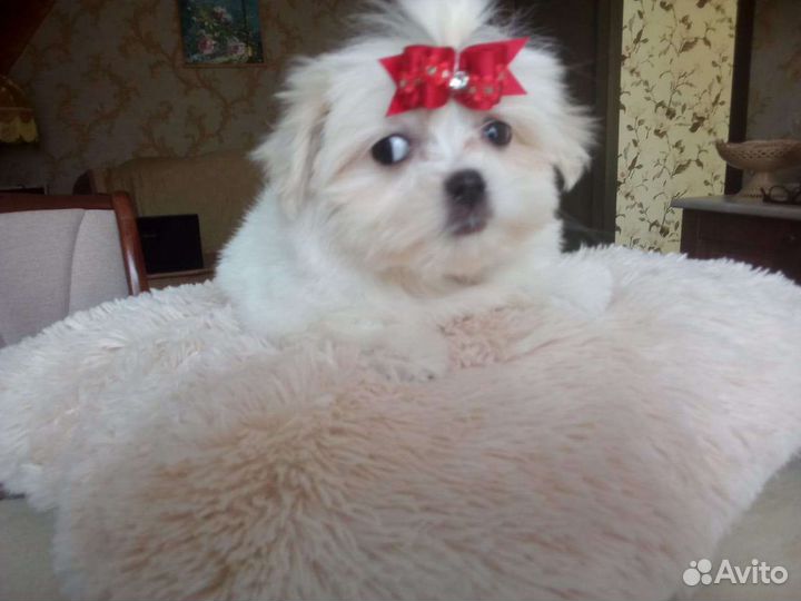 Мальтезе парень