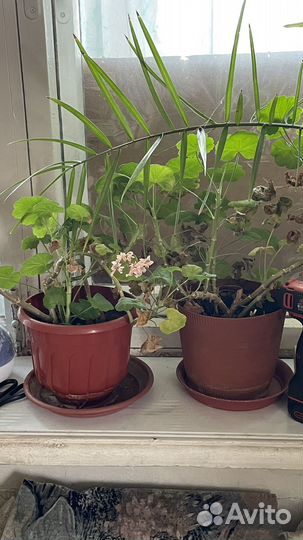 Герань пеларгония