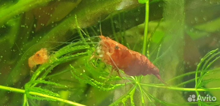 Аквариумные креветки