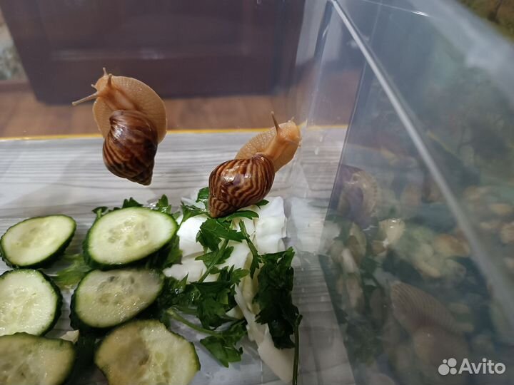 Улитки ахатины