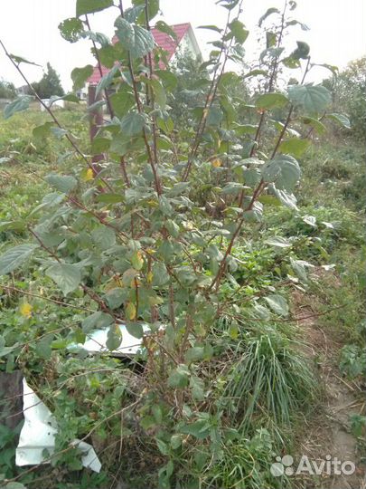 Слива саженцы