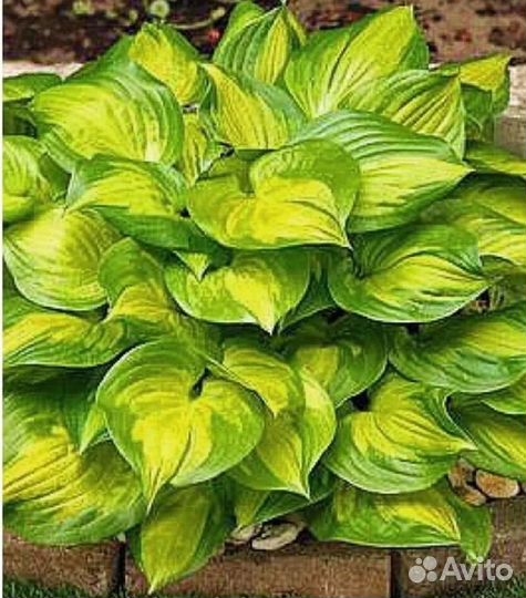 Хоста Лейксайд Банана Бей