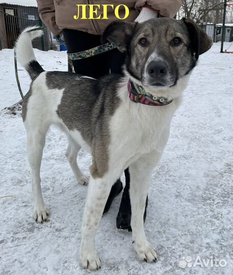 Лего из приюта