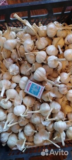 Чеснок летний