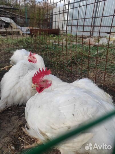 Курочка домашняя