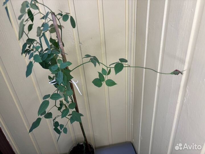 Бенгальская роза малиновая